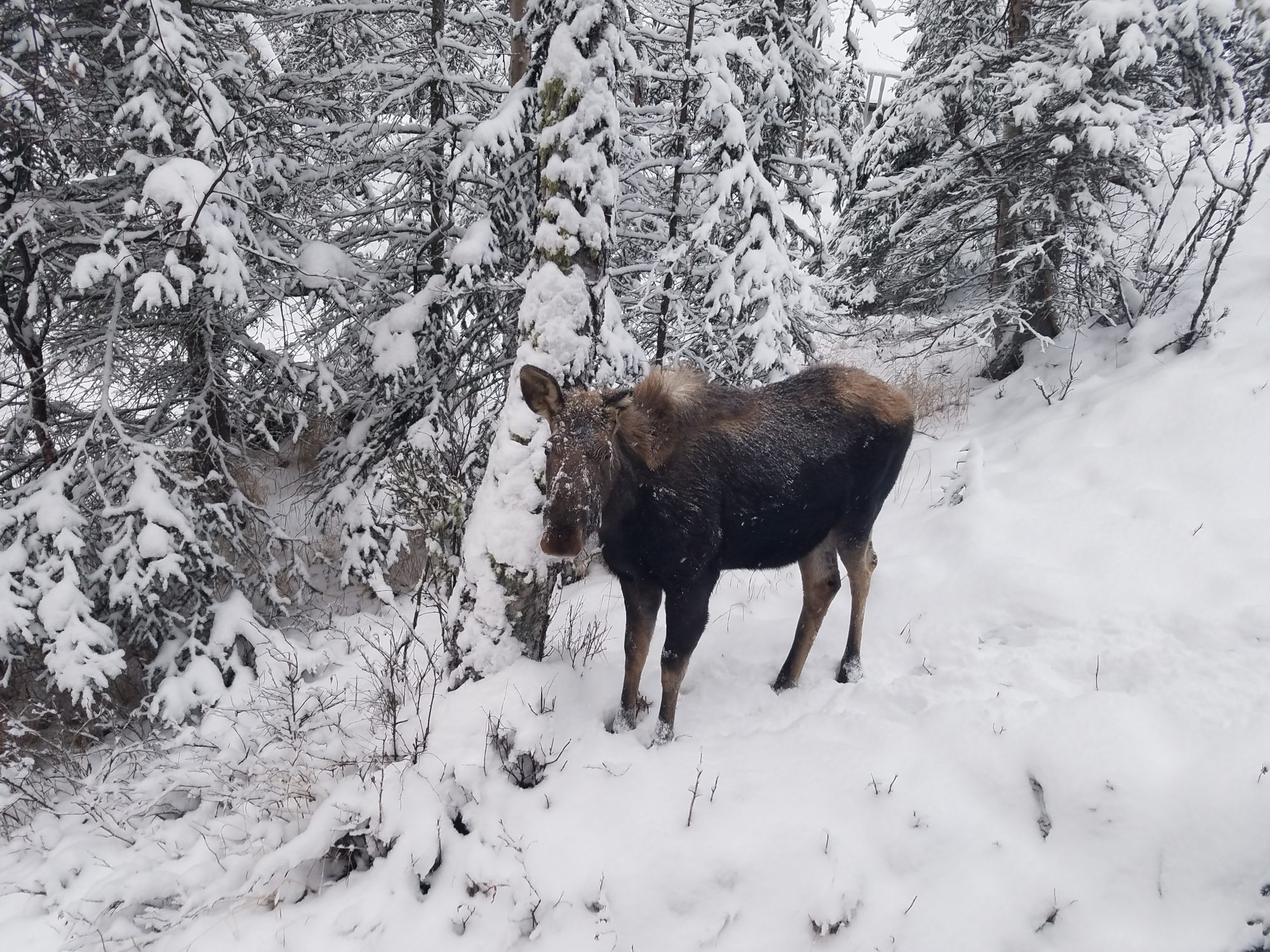 Best of the Pacific Northwest – Winter Wonderland – Liana Brooks