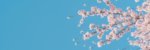 Cherry blossoms against a blue sky.